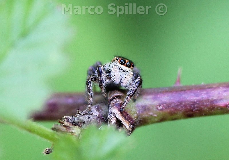 Carrhotus xanthogramma - Milano (MI)
